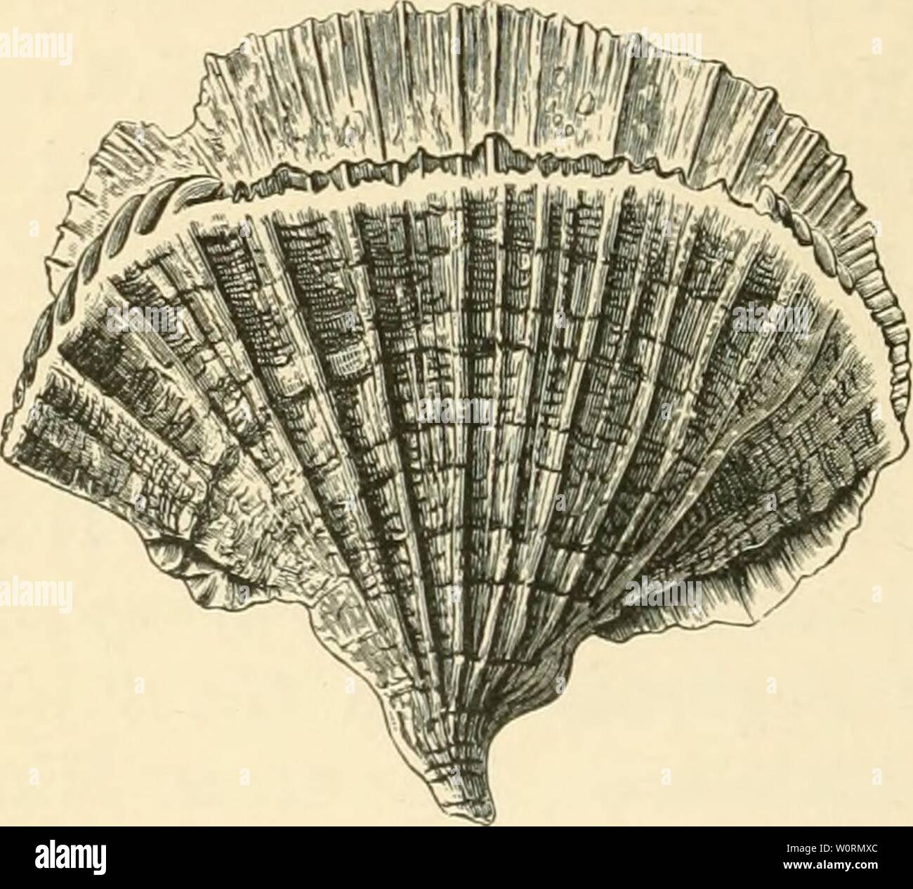 500 Marine Animals Hi Res Stock Photography And Images Alamy