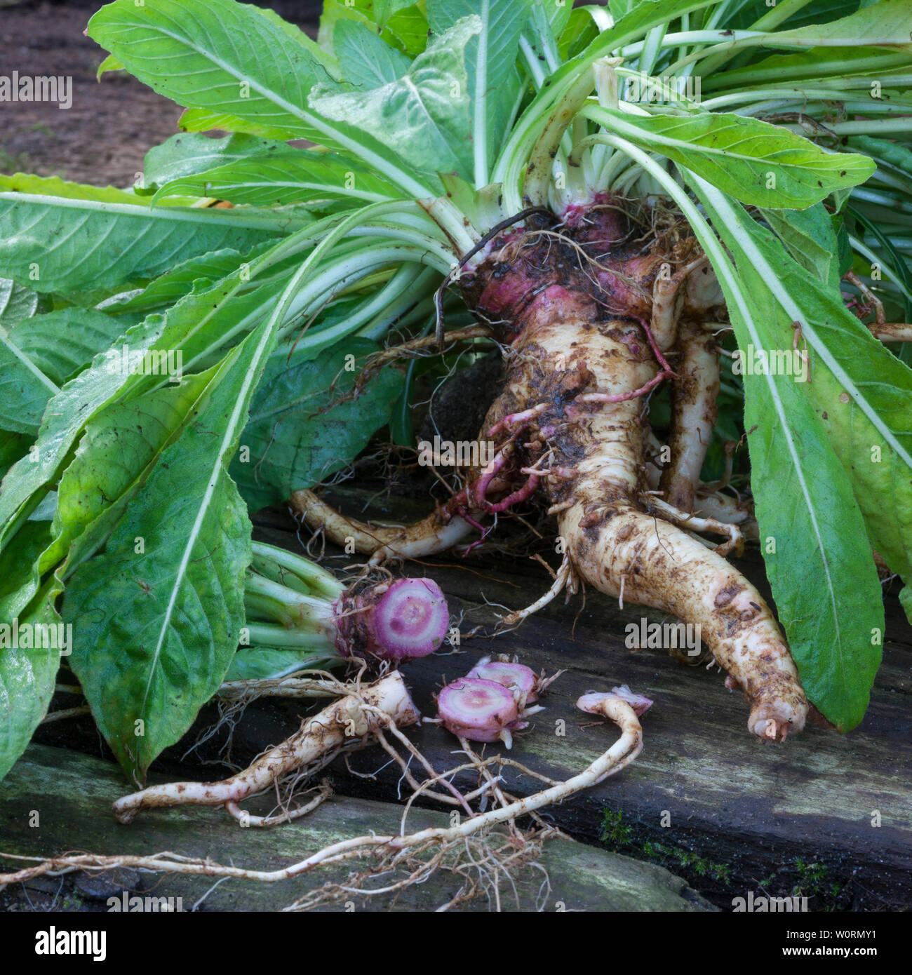 Gewöhnliche Nachtkerze, Wurzel, Wurzeln, Nachtkerze-Wurzel, Nachtkerze-Wurzeln, Nachtkerzen-Wurzel, Nachtkerzen-Wurzeln, Nachtkerzenwurzel, Nachtkerze Stock Photo