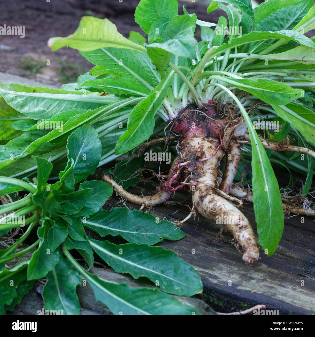 Gewöhnliche Nachtkerze, Wurzel, Wurzeln, Nachtkerze-Wurzel, Nachtkerze-Wurzeln, Nachtkerzen-Wurzel, Nachtkerzen-Wurzeln, Nachtkerzenwurzel, Nachtkerze Stock Photo