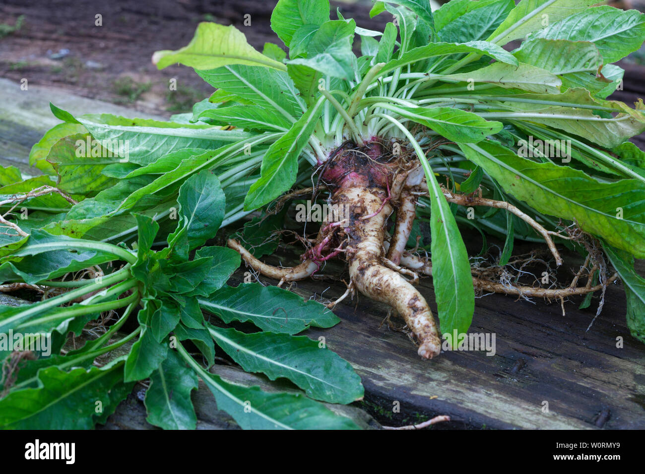 Gewöhnliche Nachtkerze, Wurzel, Wurzeln, Nachtkerze-Wurzel, Nachtkerze-Wurzeln, Nachtkerzen-Wurzel, Nachtkerzen-Wurzeln, Nachtkerzenwurzel, Nachtkerze Stock Photo