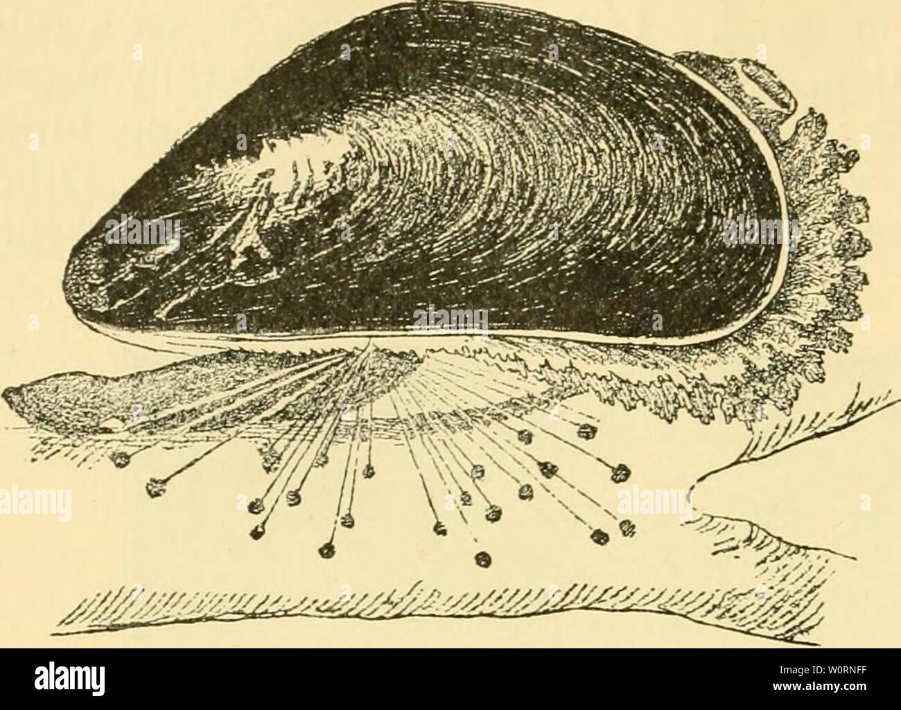 Jakob mussels hires stock photography and images Alamy