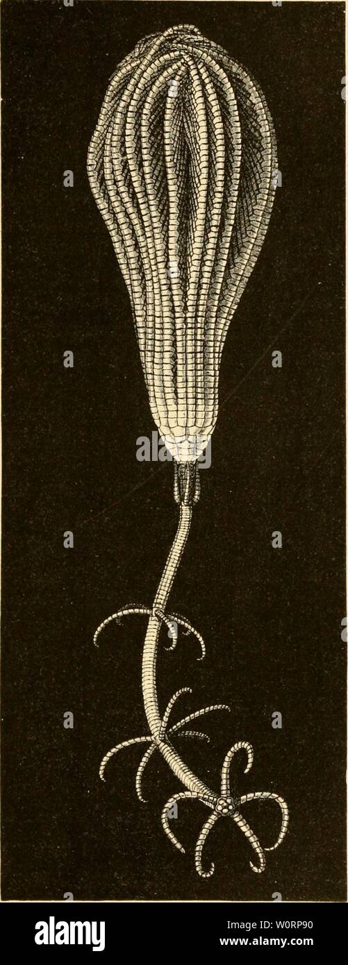 Archive image from page 516 of The depths of the sea Stock Photo