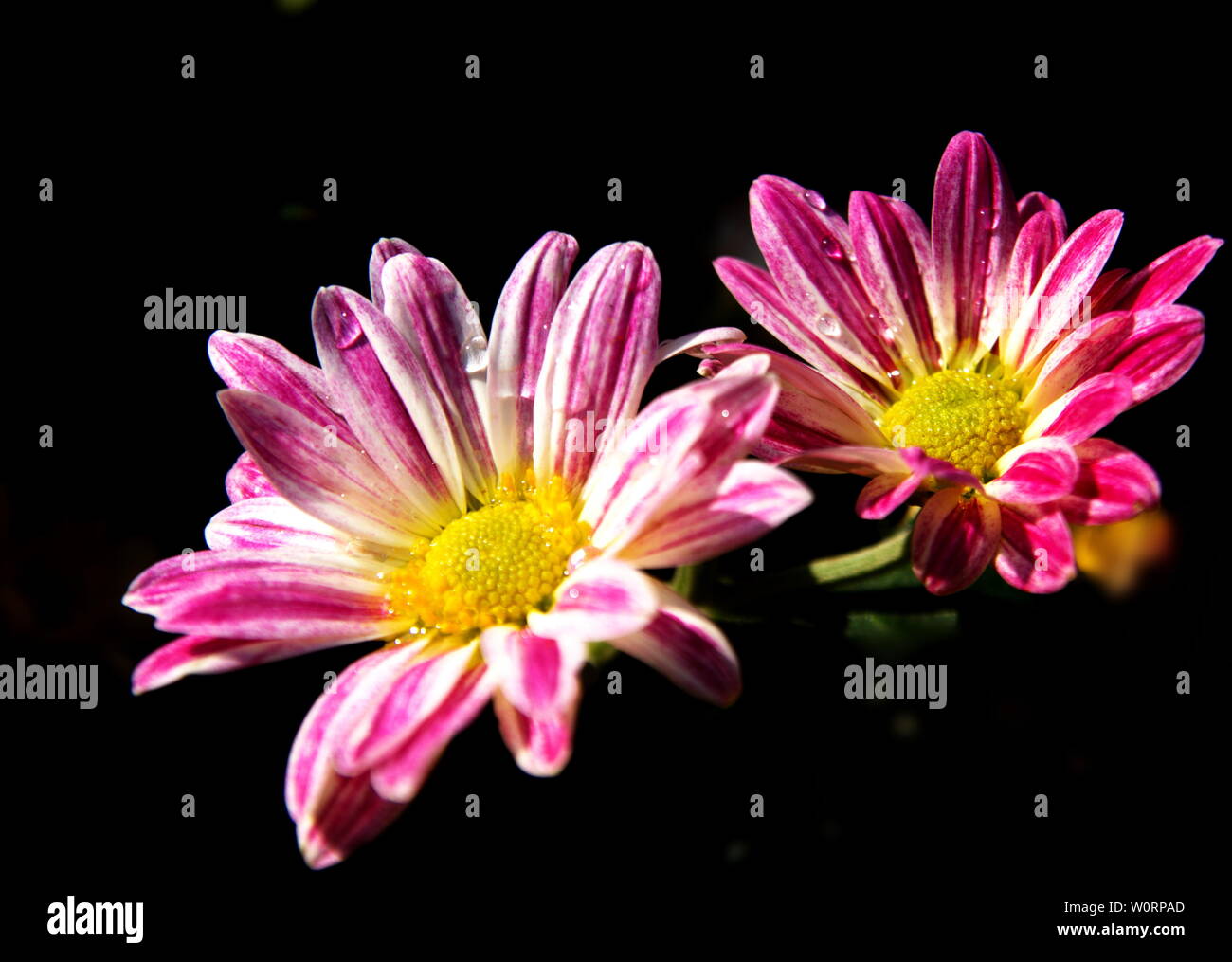 Dutch chrysanthemum hi-res stock photography and images - Alamy