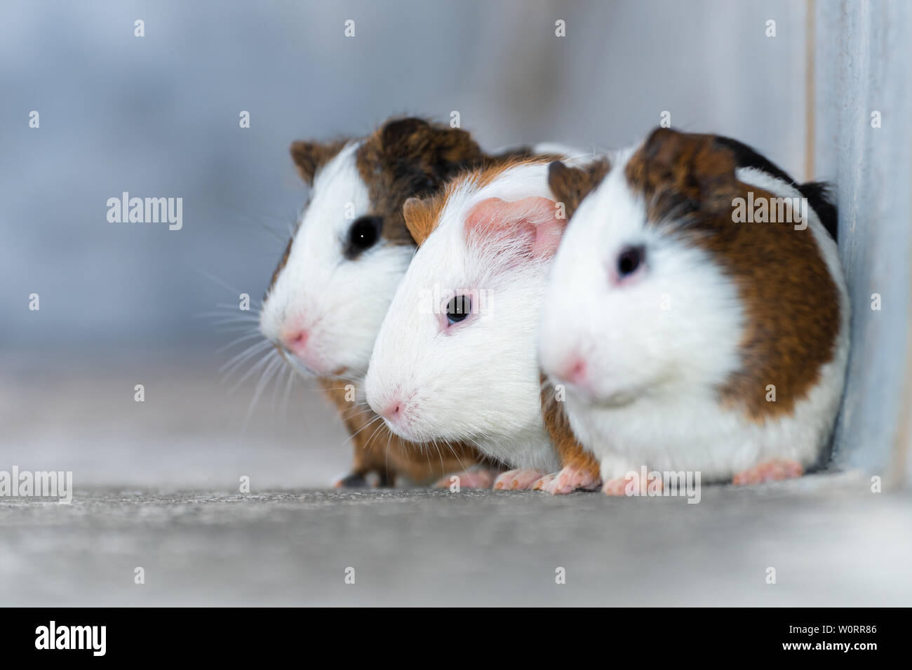 Three guinea pigs / Dutch rats / Dutch pigs / guinea pigs looking in