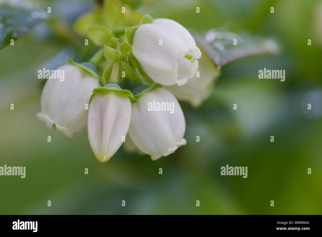 All stages of blueberry flowers and fruit Stock Photo Alamy