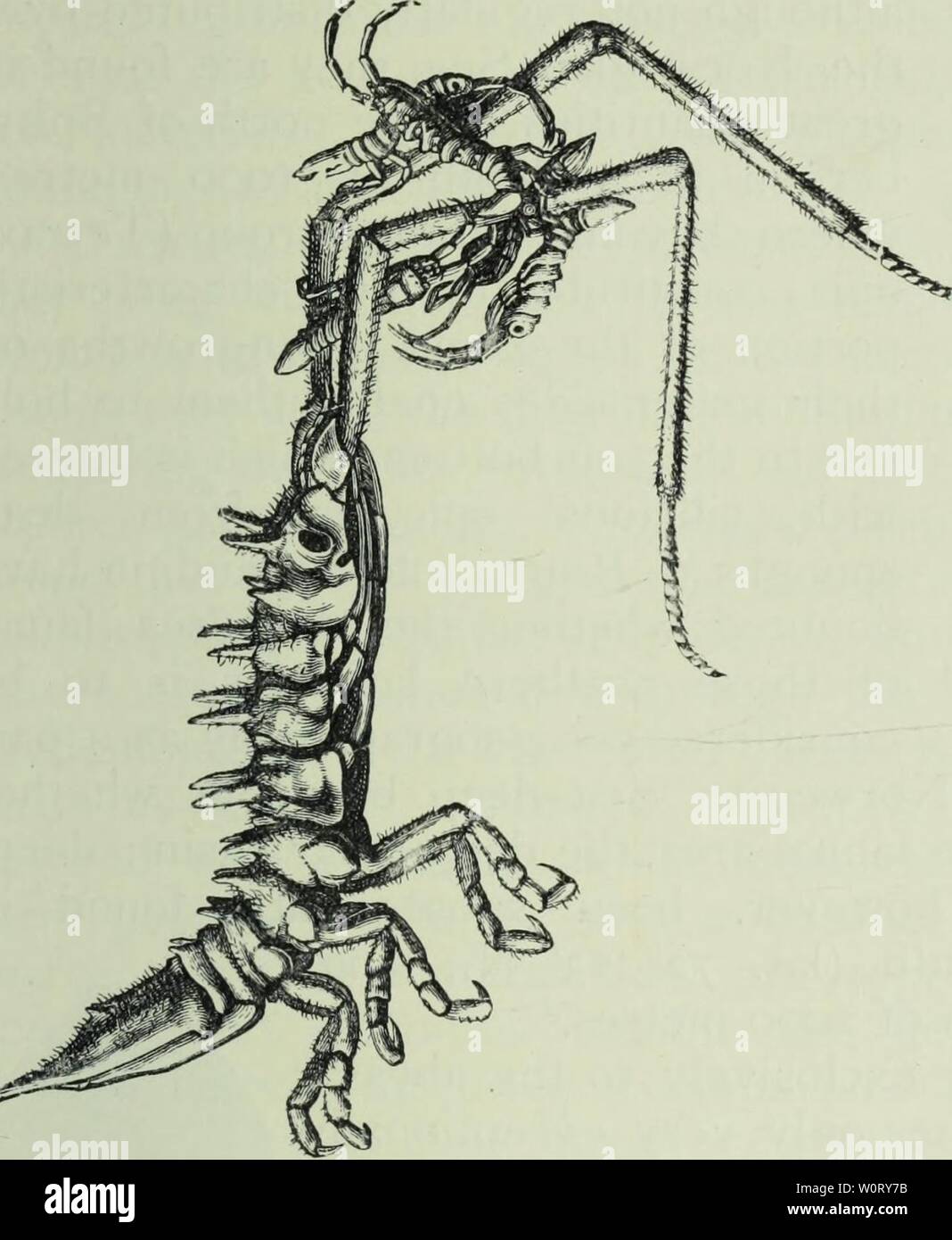 Archive image from page 560 of The depths of the ocean; Stock Photo