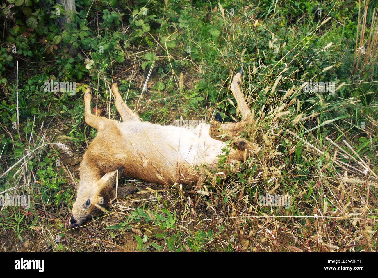 Deer car crash hi-res stock photography and images - Alamy