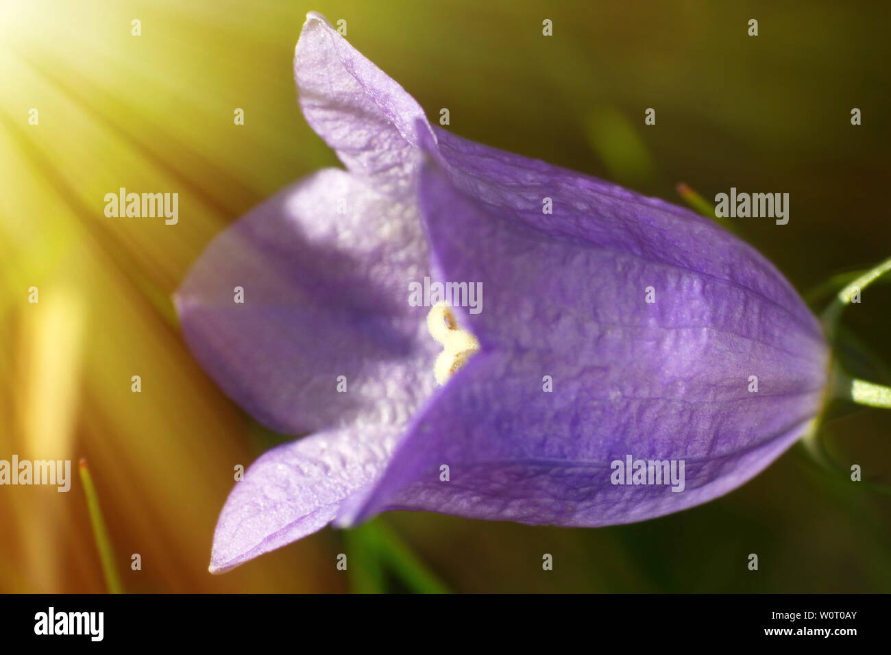 Bell flower opens towards the sun, warm rays of the sun, summer flowers