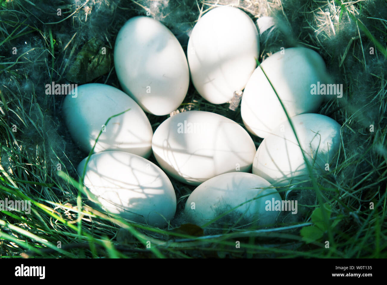 Bird's nest guide. The Widgeon (Anas penelope) duck's nest with eight eggs in the meadow. The initial stage of incubation. Lake Ladoga in North-Wester Stock Photo