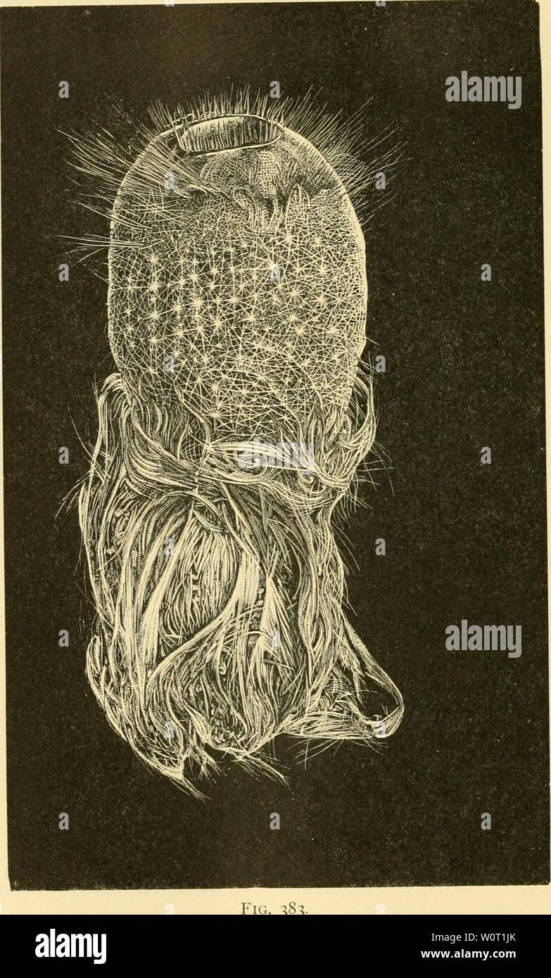 Archive image from page 575 of The depths of the ocean. The depths of the ocean : a general account of the modern science of oceanography based largely on the scientific researches of the Norwegian steamer Michael Sars in the North Atlantic depthsofoceangen00murr Year: 1912  540 DEPTHS OF THE OCEAN chap. Sea-slugs: Stichopus tremulus, Bathyplotes tizardi, and Cucumaria hispida. Starfishes: Psilaster andromeda, Astrogoniumpareli, Pteraster multipes, Peltaster nidarosiensis, Brisinga coronata and B. endecacnemos.    Pheronema carpenteri, W's. Thorns. Reduced. (After Wyville Thomson.) Brittle-sta Stock Photo