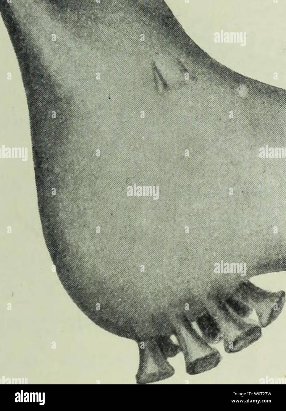 Archive image from page 578 of The depths of the ocean;. The depths of the ocean; a general account of the modern science of oceanography based largely on the scientific researches of the Norwegian steamer Michael Sars in the North Atlantic depthsofoceange00murr Year: 1912  Fig. 384. Deima fastosi/m, Theel. ' Michael Sars, Station 48. 1910, tarda, Pontophilus norvegicus, Pagurus pubescens, Calocaris macandrece, Geryon tridens. Worms: Aphrodite aculeata, Lcetmonice ftlicornis, Lumbrinereis fragilis. Brachi- opod ; Waldheimia septata (in large quantities). This list also might easily be extended Stock Photo