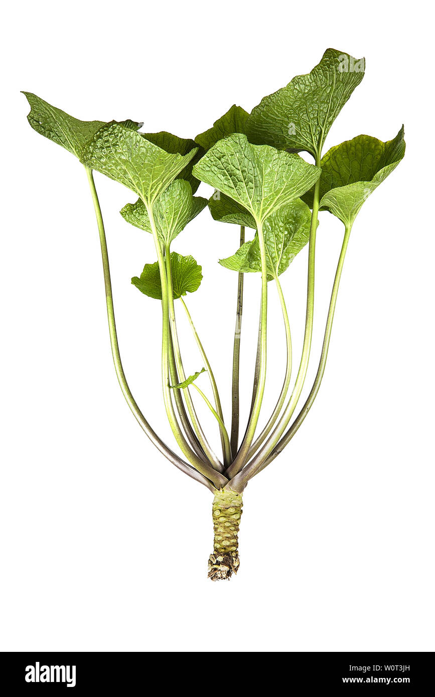Wasabi plant hires stock photography and images Alamy