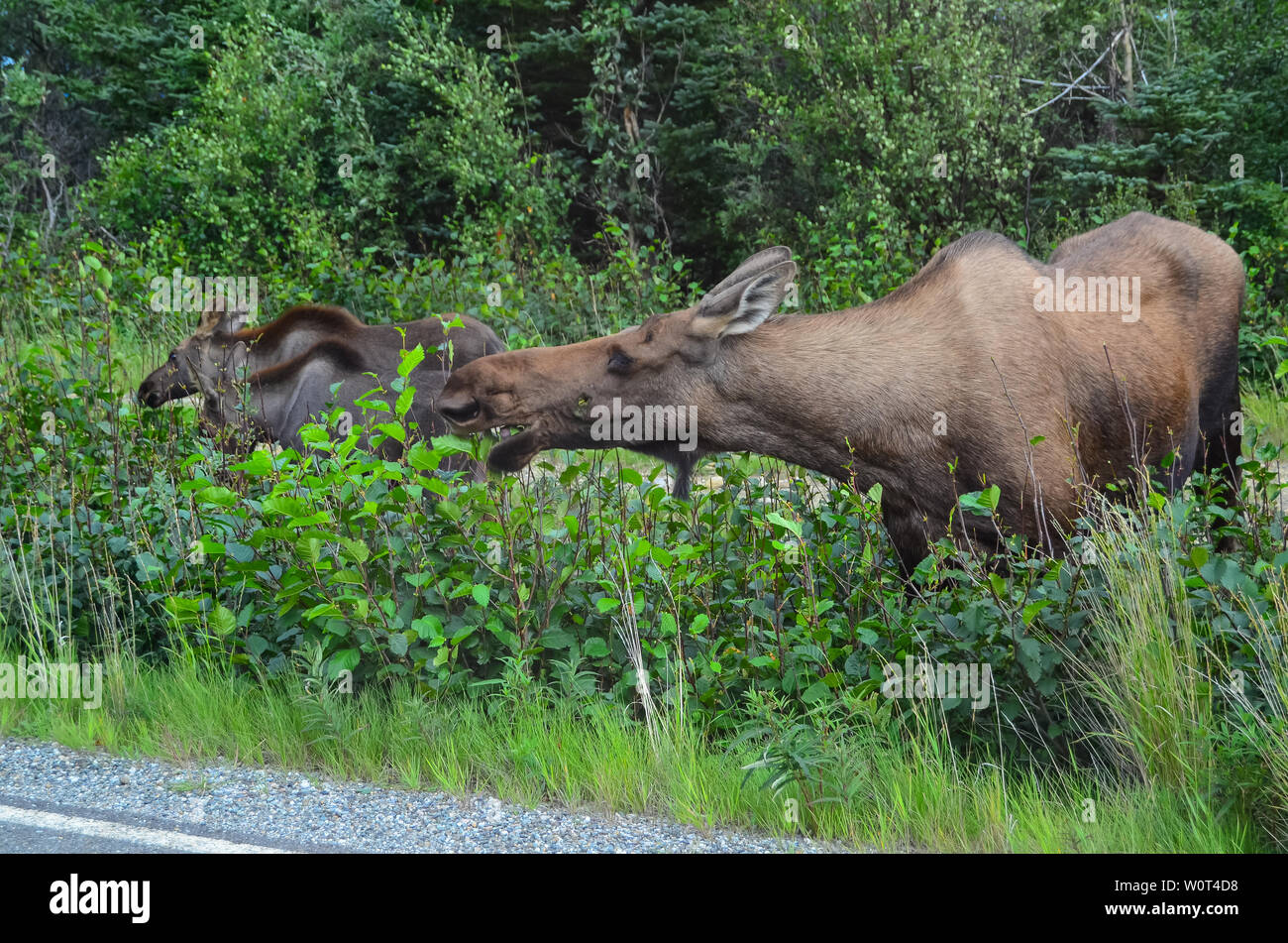 Closeup photo of a cow moose eating grass in Denali National Park and