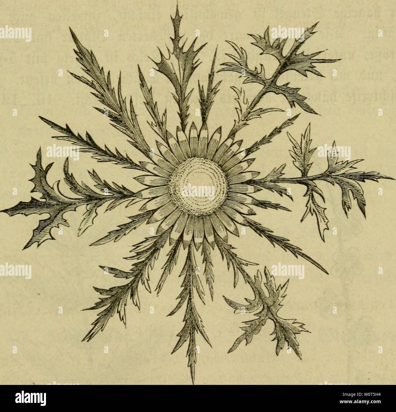Archive image from page 606 of Der Führer in die Pflanzenwelt. Der Führer in die Pflanzenwelt. Hülfsbuch zur Auffindung und Bestimmung der wichtigsten in Deutschland wild wachsenden Pflanzen derfhrerindiep00post Year: 1866.  ugujl. — III. SBiefen, Triften, @ra§|3läe. 610-625. 591 finb emfa(= ober boe(t=ficberfpntttg, mit Breiteren, lanjettlicen Spfetn. ie 53lumen finb bunfelpurpurrot. 619. Carlina acaulis A. tieüufc (Sbertoura, ftiettofc ober 9ro6= btumige ilberbtftel. (Sine gar :j)räctige Stnme, beren anfenUe innere §üllb(ätter ftro's artig troden finb, nnb [ilBerartig glänjen. üe Slümcen fin Stock Photo
