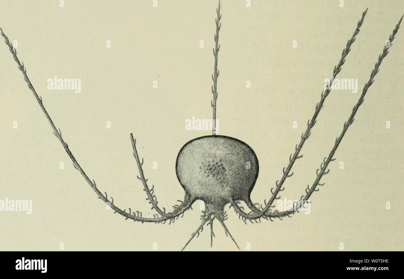 Archive image from page 605 of The depths of the ocean;. The depths of the ocean; a general account of the modern science of oceanography based largely on the scientific researches of the Norwegian steamer Michael Sars in the North Atlantic depthsofoceange00murr Year: 1912  Medusce. 568 DEPTHS OF THE OCEAN (4) An abyssal layer (1500 to 5000 metres), in which the large Challengeridae (Protocystis naresi, P. thomsoni) are found. The multicellular animals are all represented among the pelagic forms, from the medusae to the fishes. Commencing with the Ccelenterates we may mention the Medusae, the Stock Photo