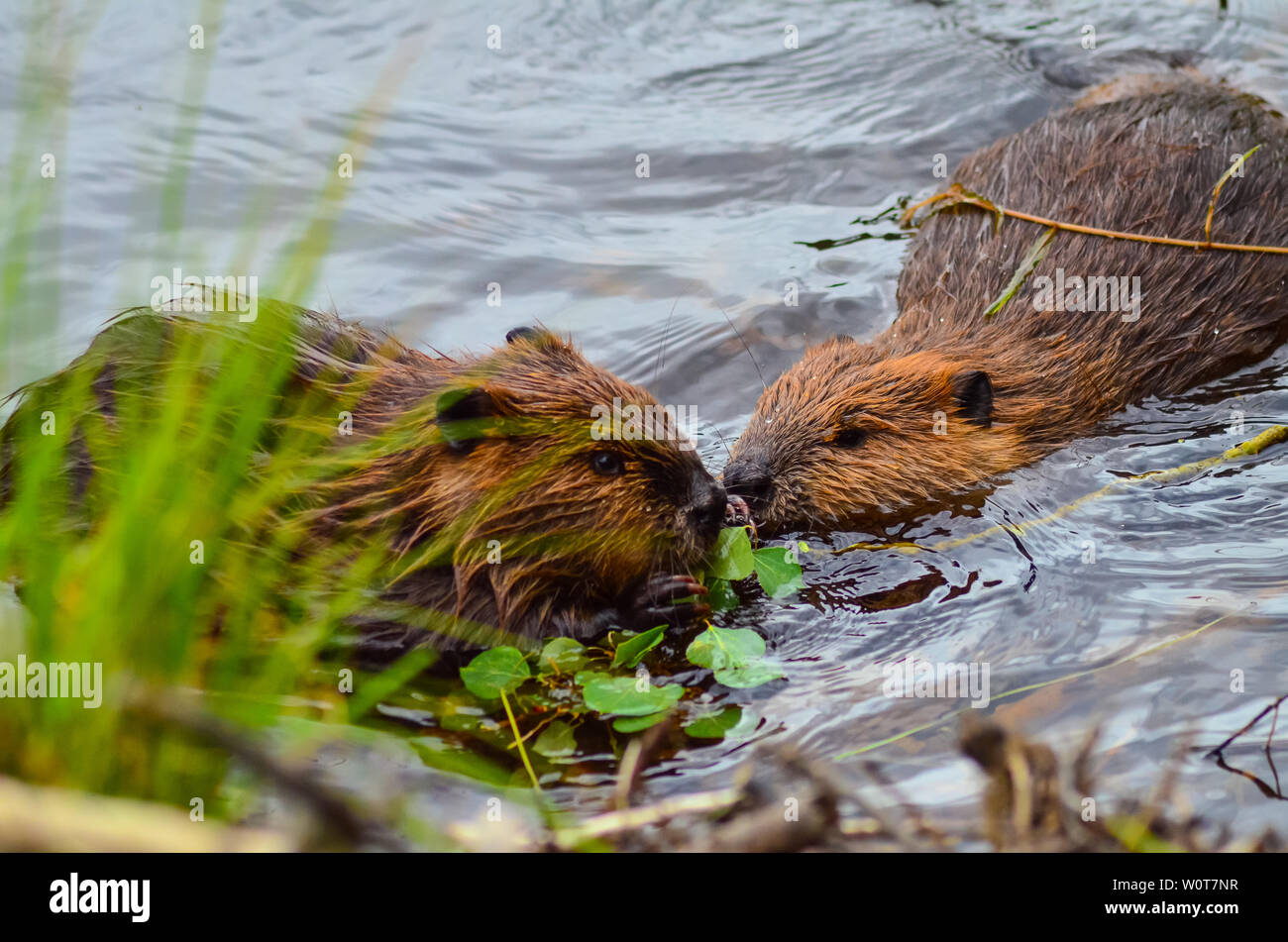 Closeup photo of beavers eating in the lake, Tripple lakes trail, Denali National park and Preserve, Alaska, United States, North America. Stock Photo