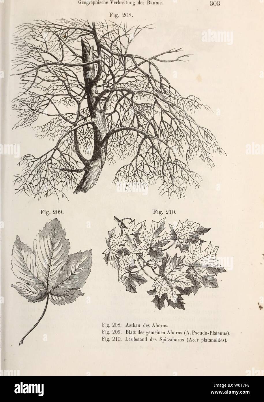 Archive image from page 620 of Der baum (1860) Stock Photo