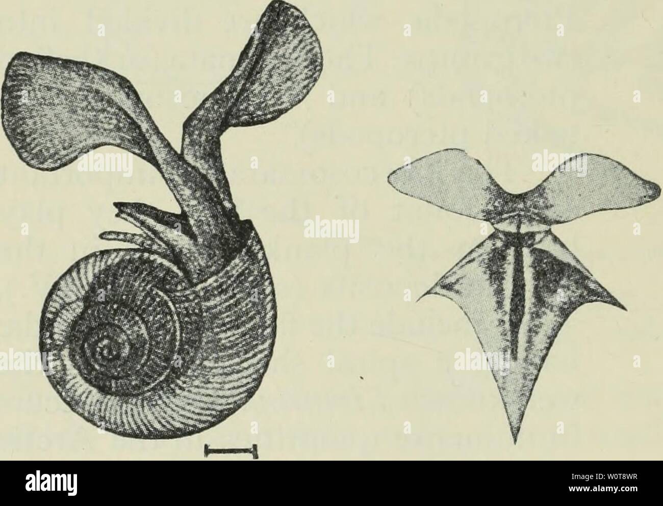 Archive image from page 625 of The depths of the ocean;. The depths of the ocean; a general account of the modern science of oceanography based largely on the scientific researches of the Norwegian steamer Michael Sars in the North Atlantic depthsofoceange00murr Year: 1912  Fig. 429. Limacina retroversa, Fleming. (From Sars.) Fig. 430. Clio pyramidata, L. (From Boas.) acicula (Fig. 431) and Cavolinia gibbosa (Fig. 432) are characteristic forms. The ' whale's food,' Clione limacina (Fig. 433), is specially abundant in north- ern waters, and is better known than most of the Gymnosomata. It is 3 Stock Photo