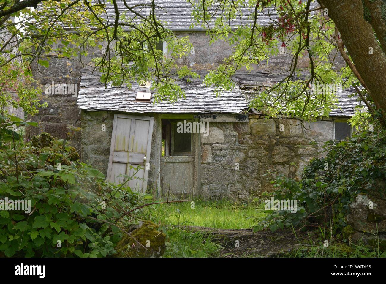 View of a derelict farm building in Cornwall (UK) surrounded by lush tree foliage. Stock Photo
