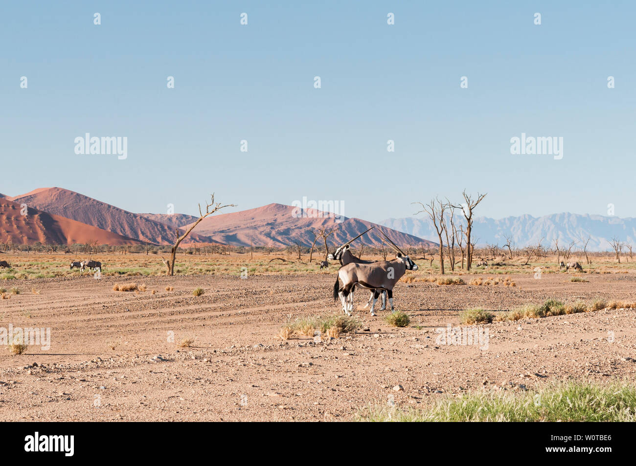 Oryx Antilope in der Namib Wueste, Namibia, Afrika. Stock Photo