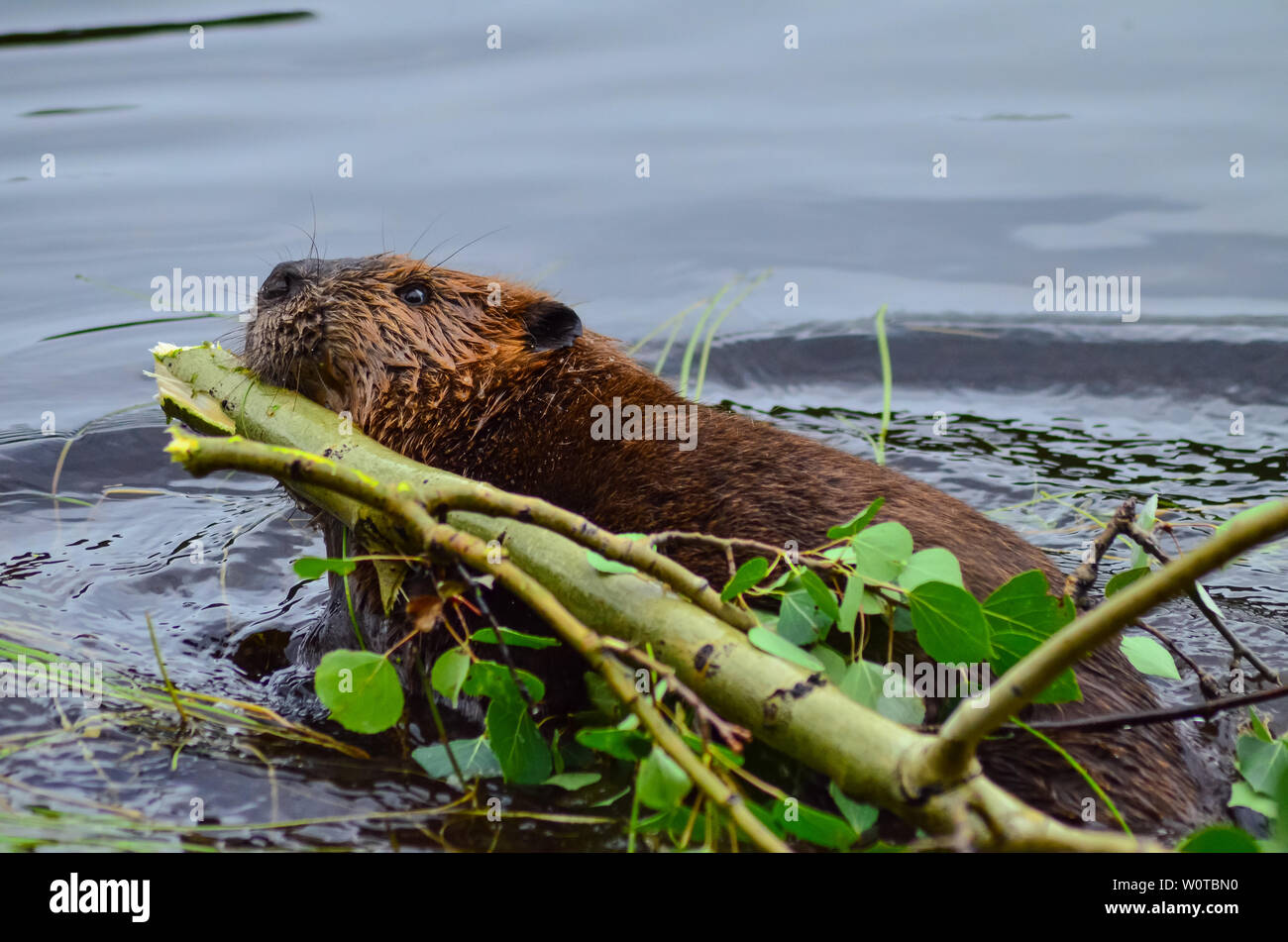 Closeup photo of beaver carrying a branch in the lake, Tripple lakes trail, Denali National park and Preserve, Alaska, United States, North America. Stock Photo