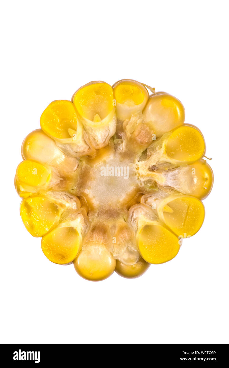 Corn Stem Cross Section With Typical Monocot Arrangem vrogue.co