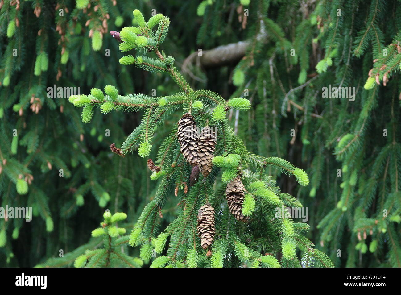Themenbild Natur Tannenbaum mit alten Zapfen Stock Photo Alamy