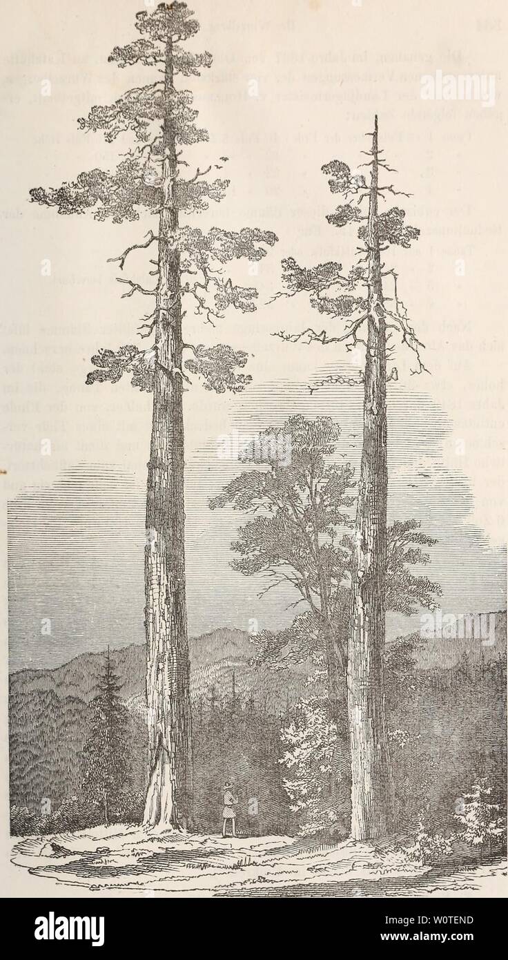 Archive image from page 676 of Der baum (1860). Der baum derbaum00scha Year: 1860  Fig. 223. Zwei der alten Tannen auf dem Wurzelberge. Stock Photo