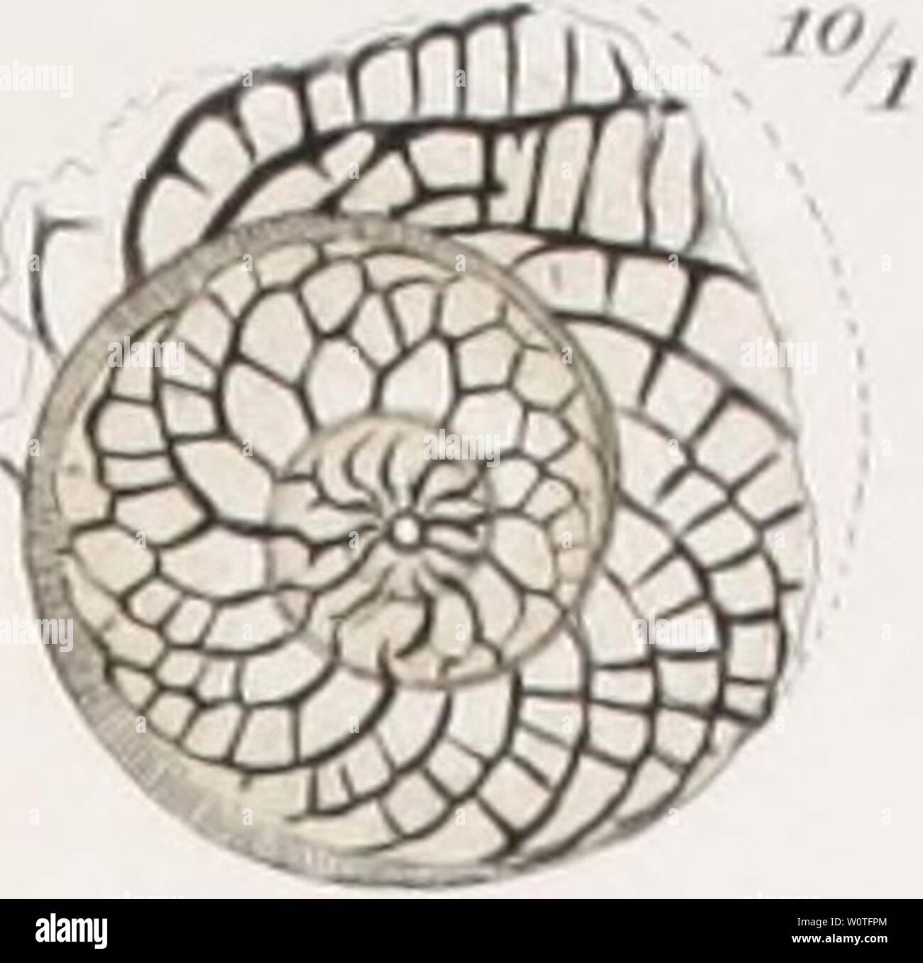 Pro Art Spiral Bound Sketch Book 11 inchx14 inch, 80 Sheets
