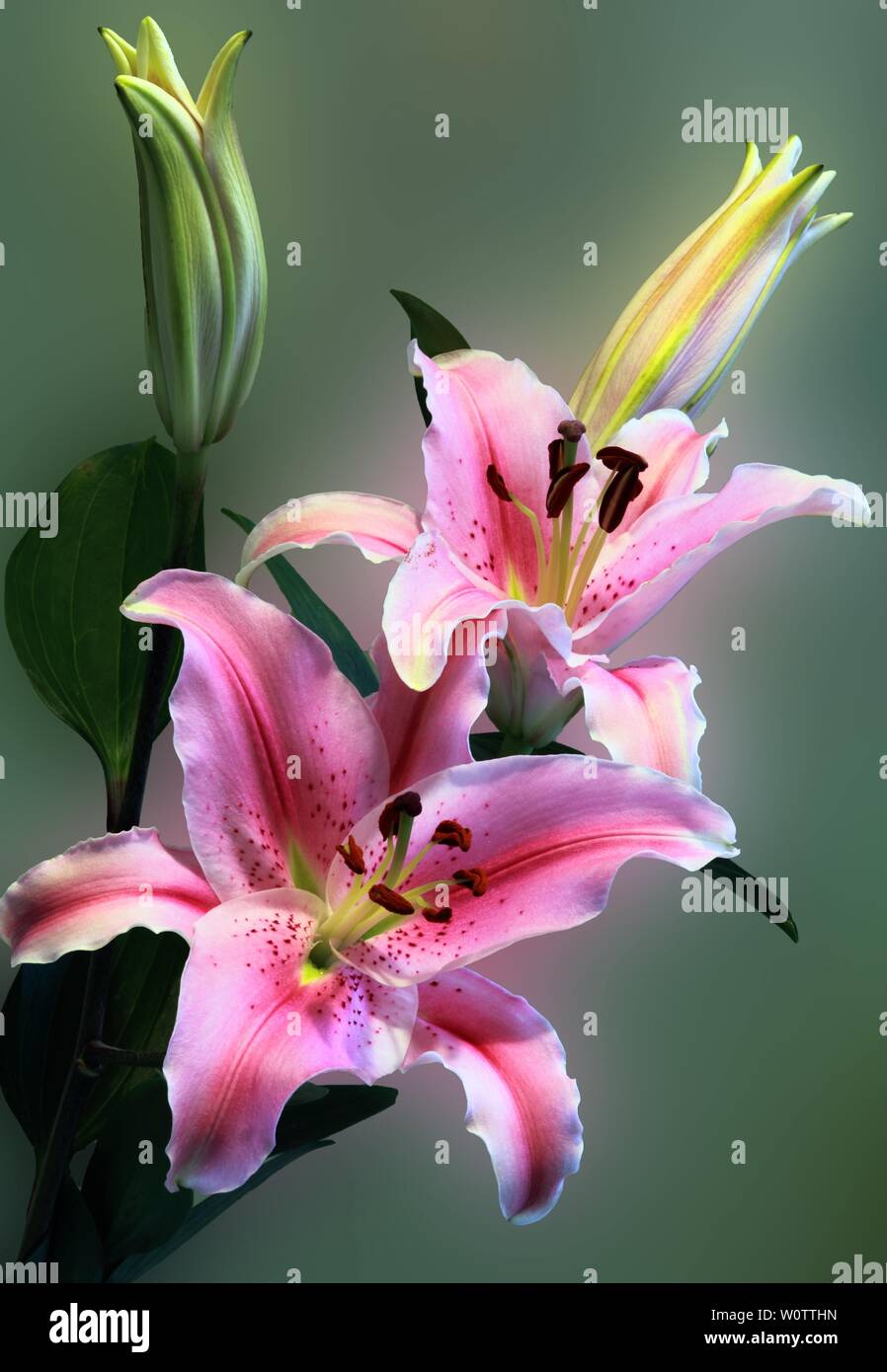 Pink tiger Lily Stock Photo