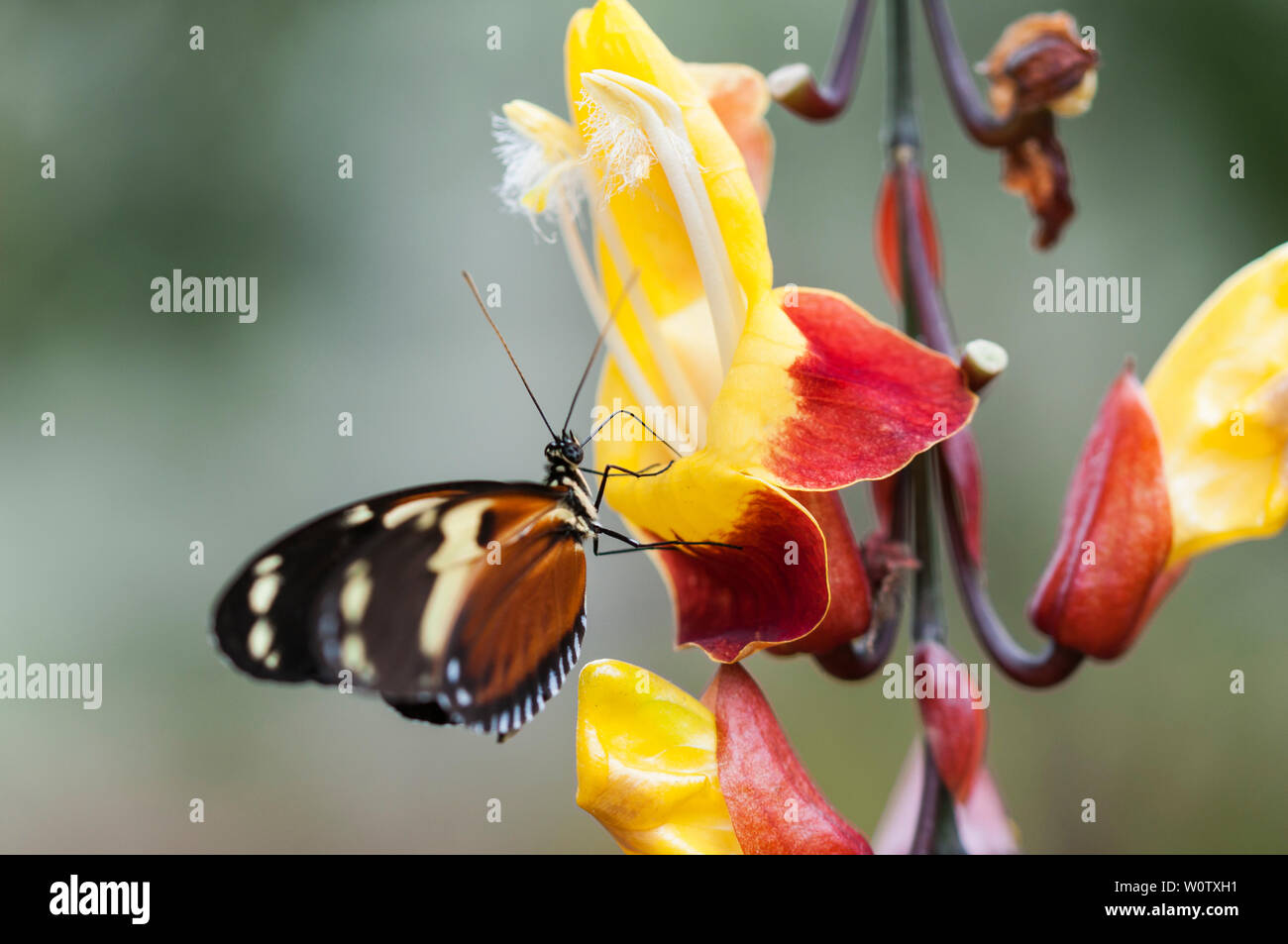 Passion butterfly, Heliconius eating at a flower Stock Photo Alamy