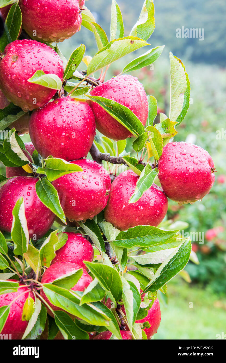 British agriculture fruit hires stock photography and images Alamy