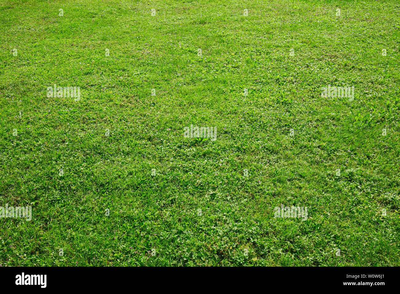 Green grass, natural field texture background Stock Photo