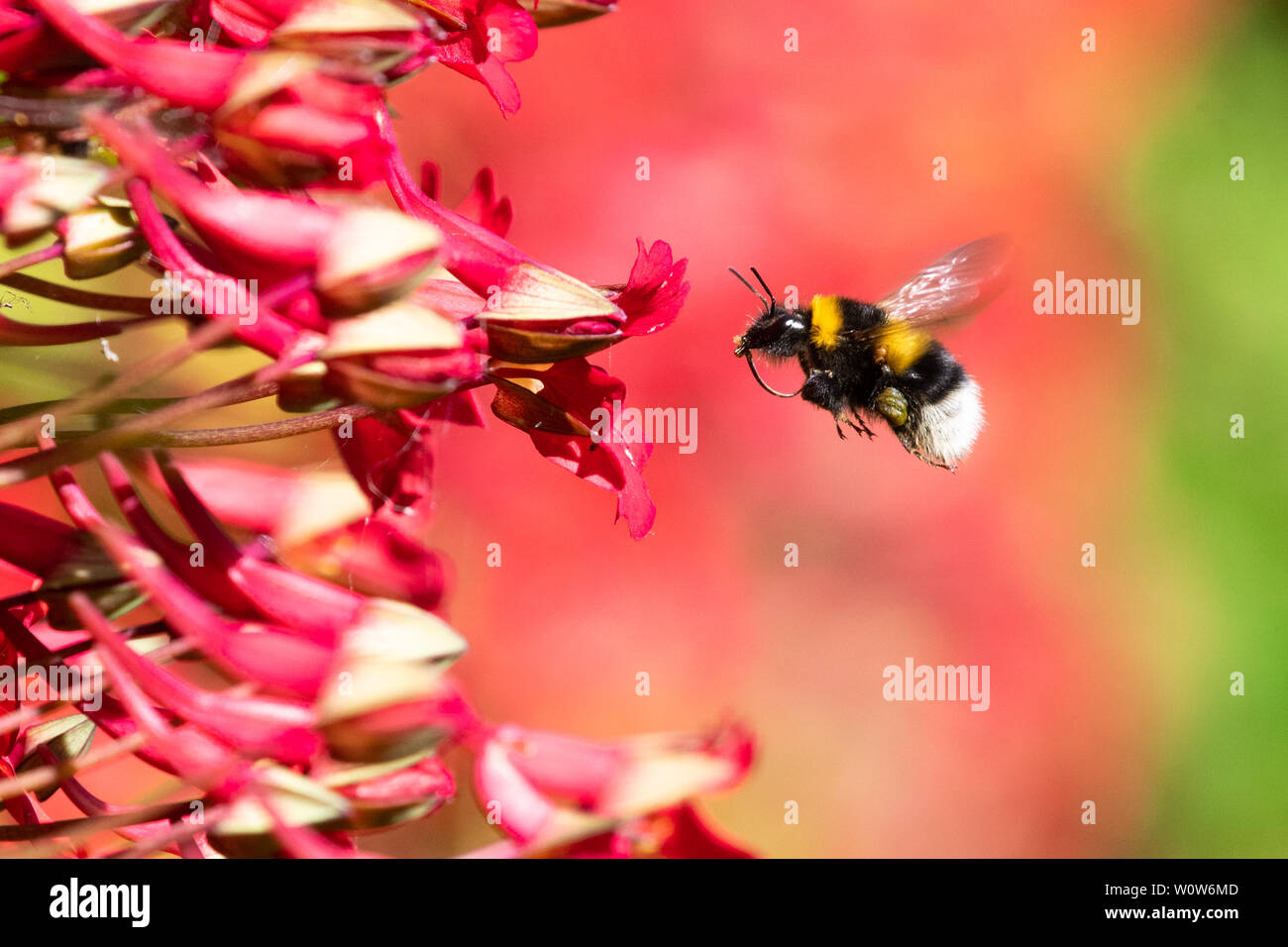 Buff-tailed Bumblebee flying towards a flame nasturtium (Tropaeolum speciosum) flower in uk garden Stock Photo