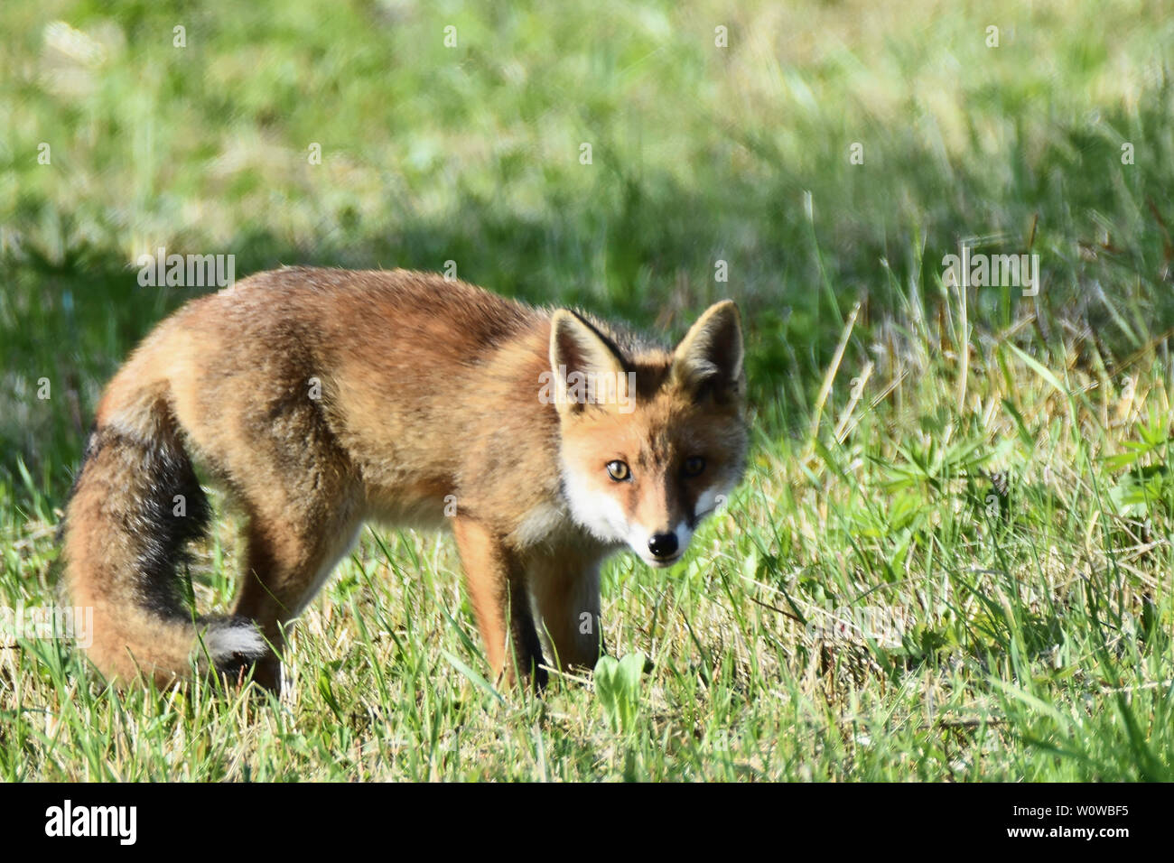 A red fox sneaks around in a meadow. Stock Photo