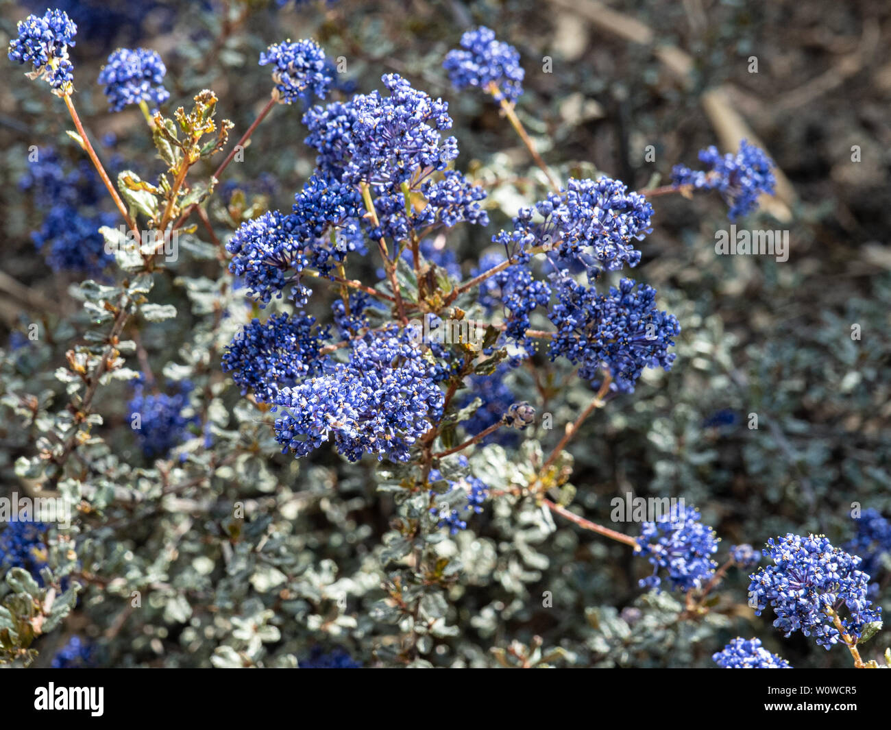 The deep blue flowers of Ceanothus Blue Sapphire Stock Photo