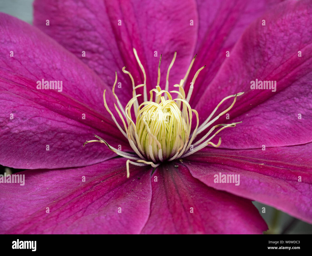 A close up of the centre of a single flower of the deep pink Clematis Acropolis Stock Photo