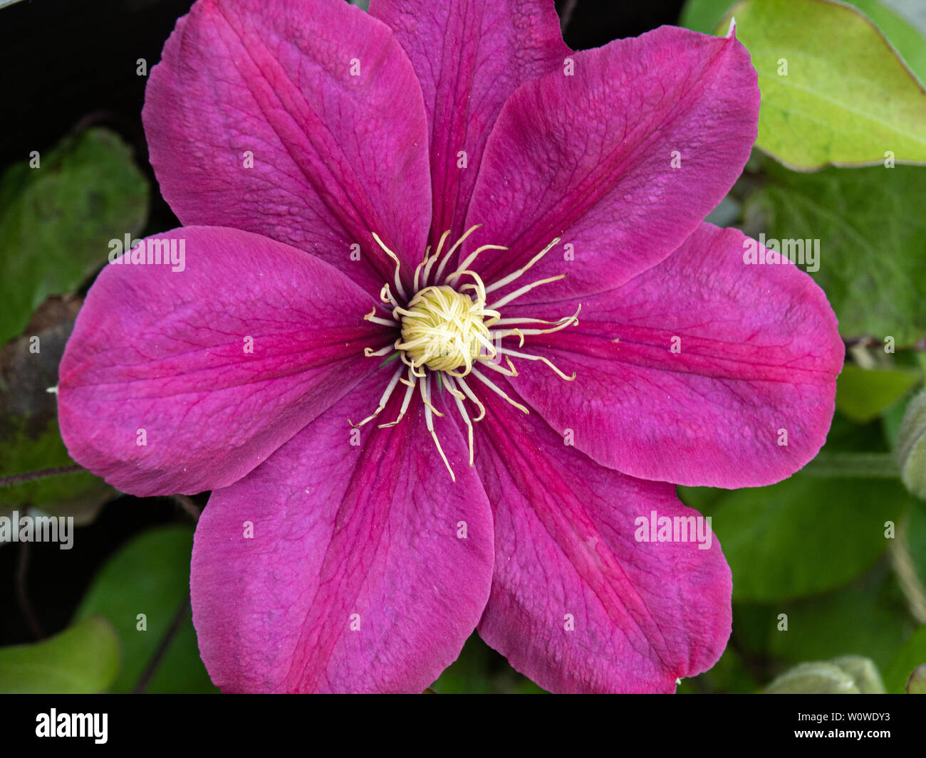 A close up of a single deep pink flower of Clematis Acropolis Stock Photo