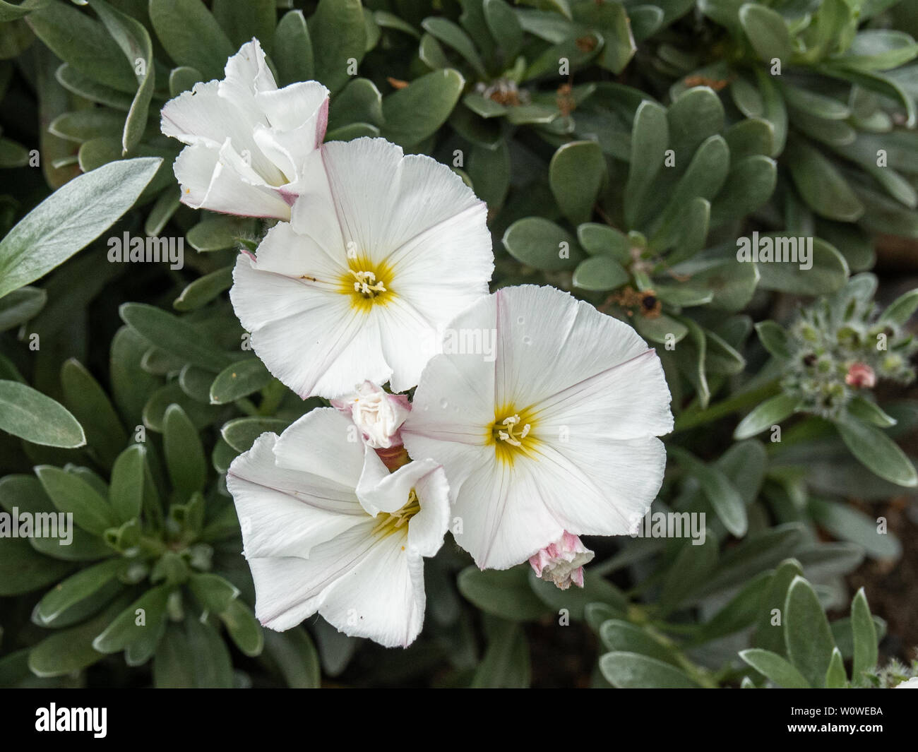 A group of white flowers of Convolvulus cneorum against a background of silver grey foliage Stock Photo