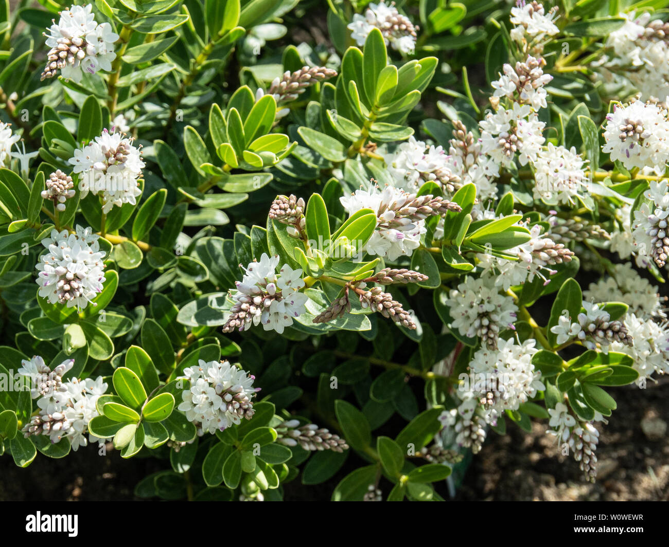 White Hebe High Resolution Stock Photography and Images Alamy