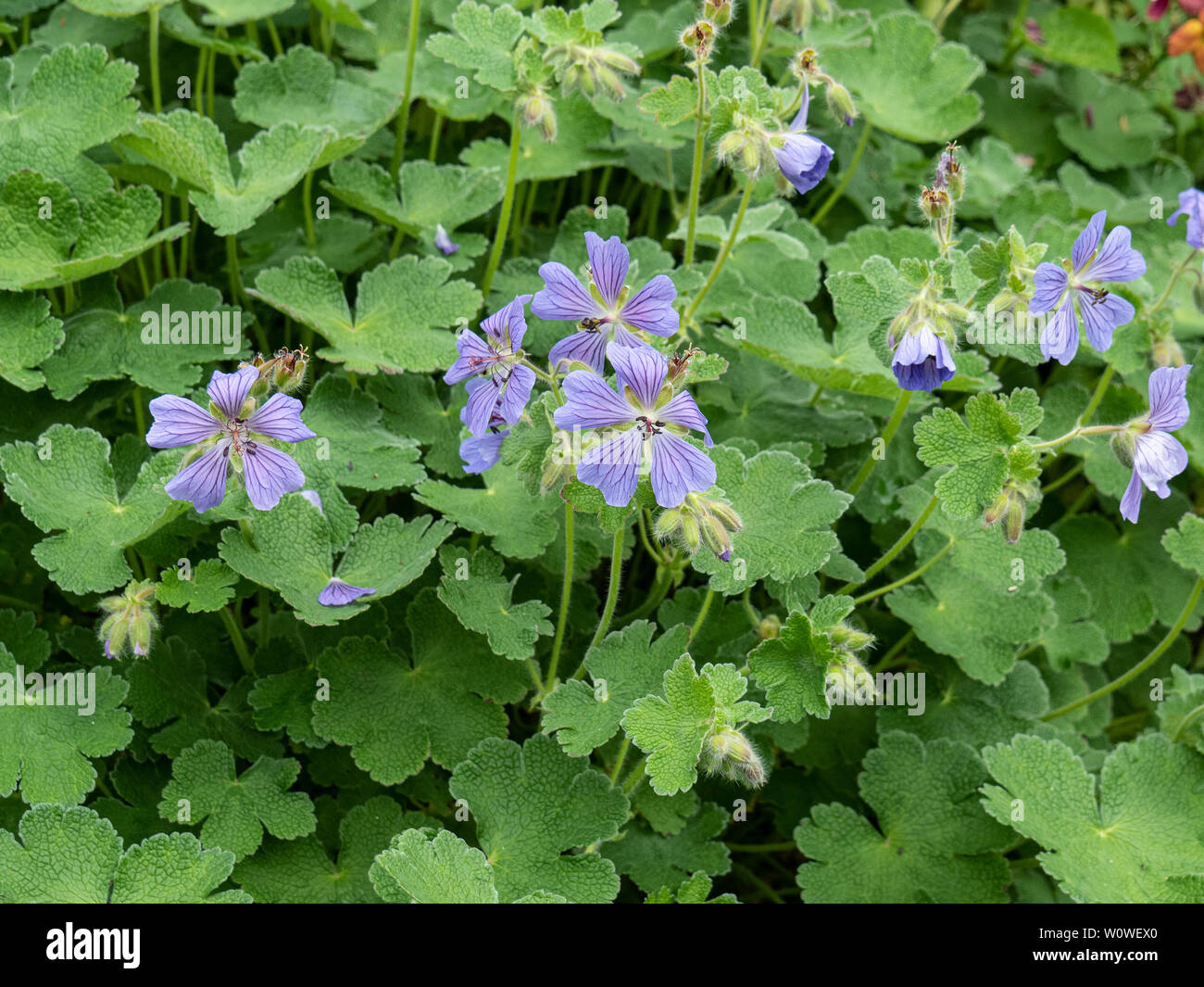 The sky blue flowers of Geranium Philippe Vapell Stock Photo