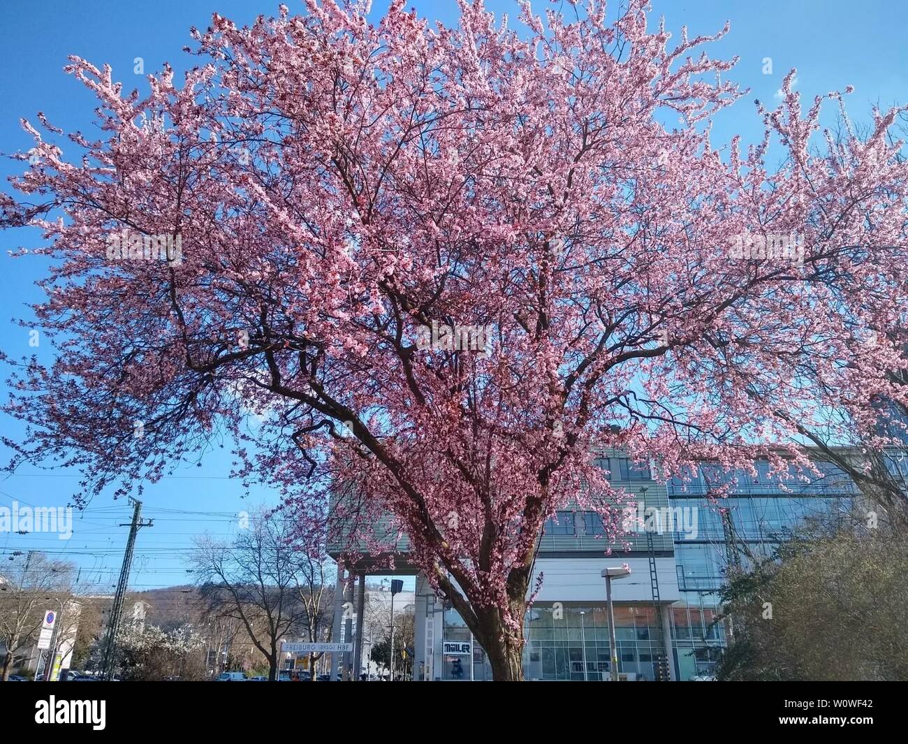 Kirschbaumblüete zum Frühlingsanfang. Wie hier in Freiburg im Breisgau hält Frühling Einzug. Bei einem fast wolkenlosen Himmel stehen die Kirschbäume in voller Blüte  Themenbild Frühling 2019 Stock Photo
