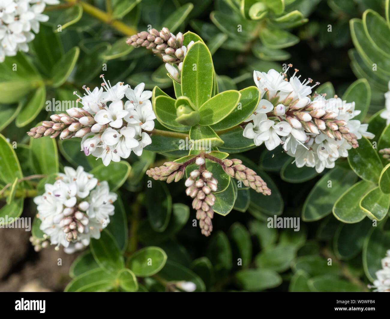 A close up of the short neat flower spikes of the dwarf hebe Wiri Mist Stock Photo