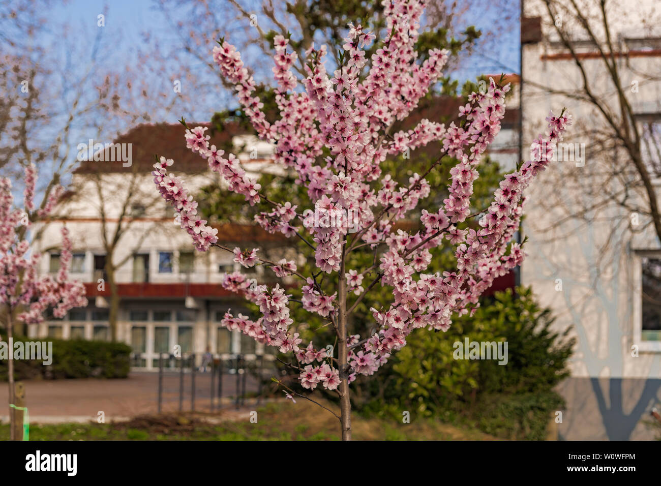 Ein Mandelbaum in voller Blüte. Stock Photo