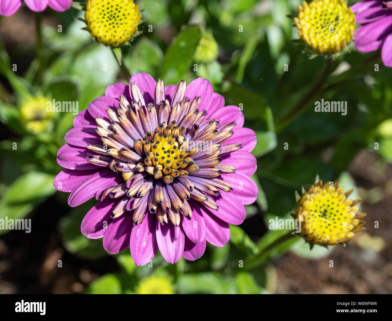 A close up of a flower of the double purple Ostespermum Double Bright Violet Stock Photo