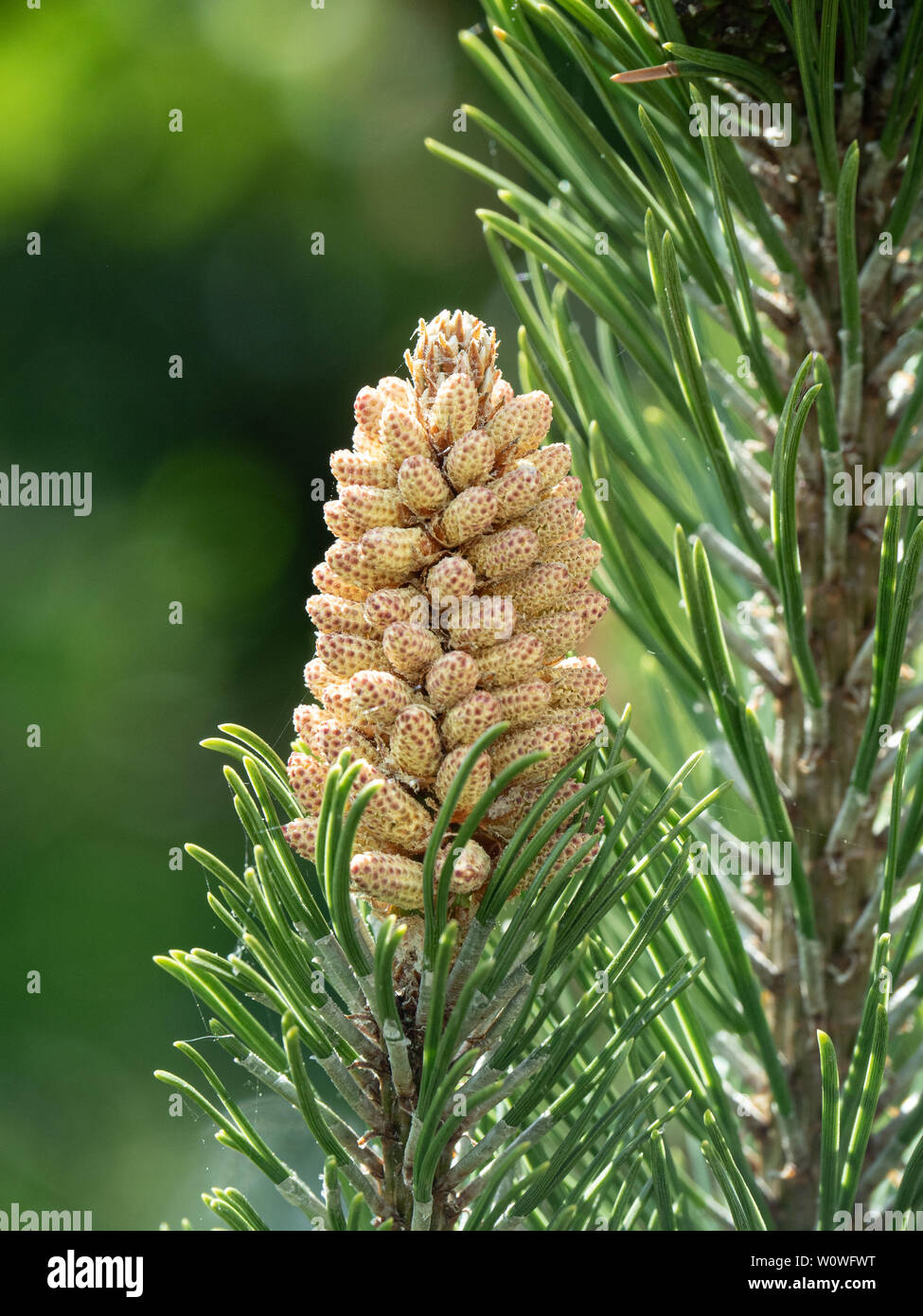 A close up of the male catkins of Pinus mugo Stock Photo