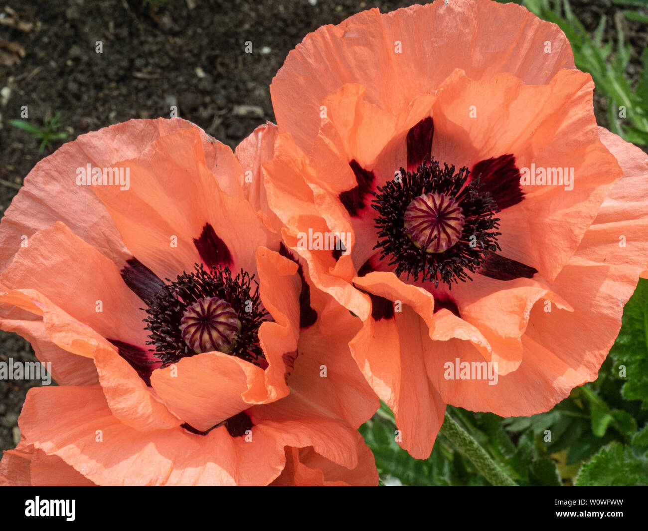 A close up of a pair of flowers of Papaver Fruit Punch Stock Photo