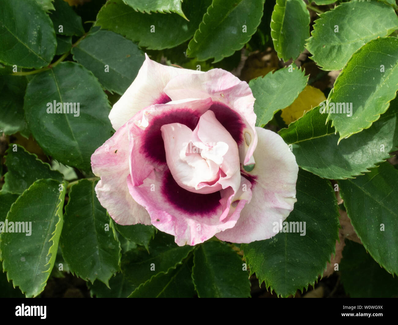A single flower bud of the floribunda rose Eyes for You Stock Photo