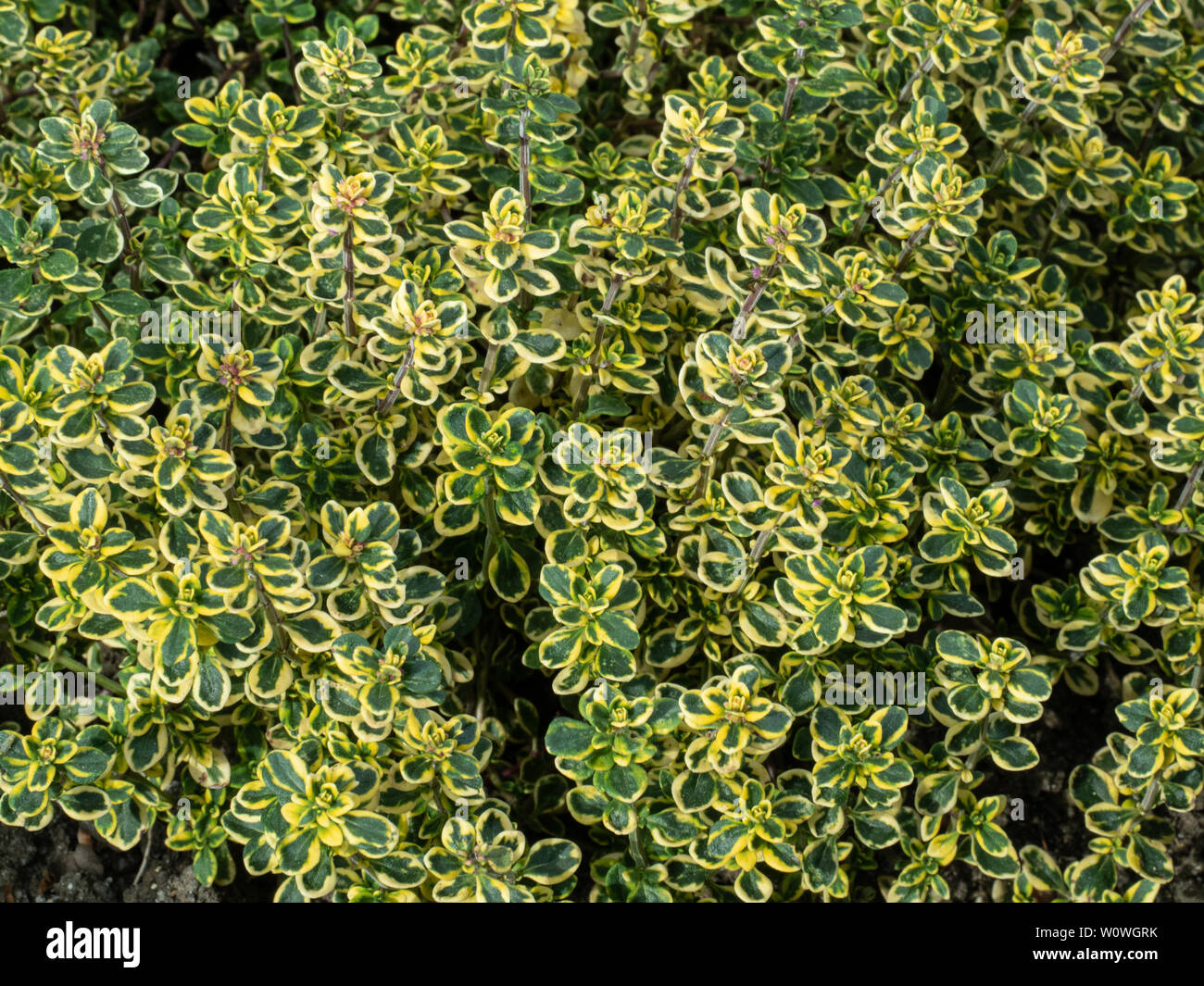 A close up of the green a golden foliage of Thymus citriodorus Aureus Stock Photo