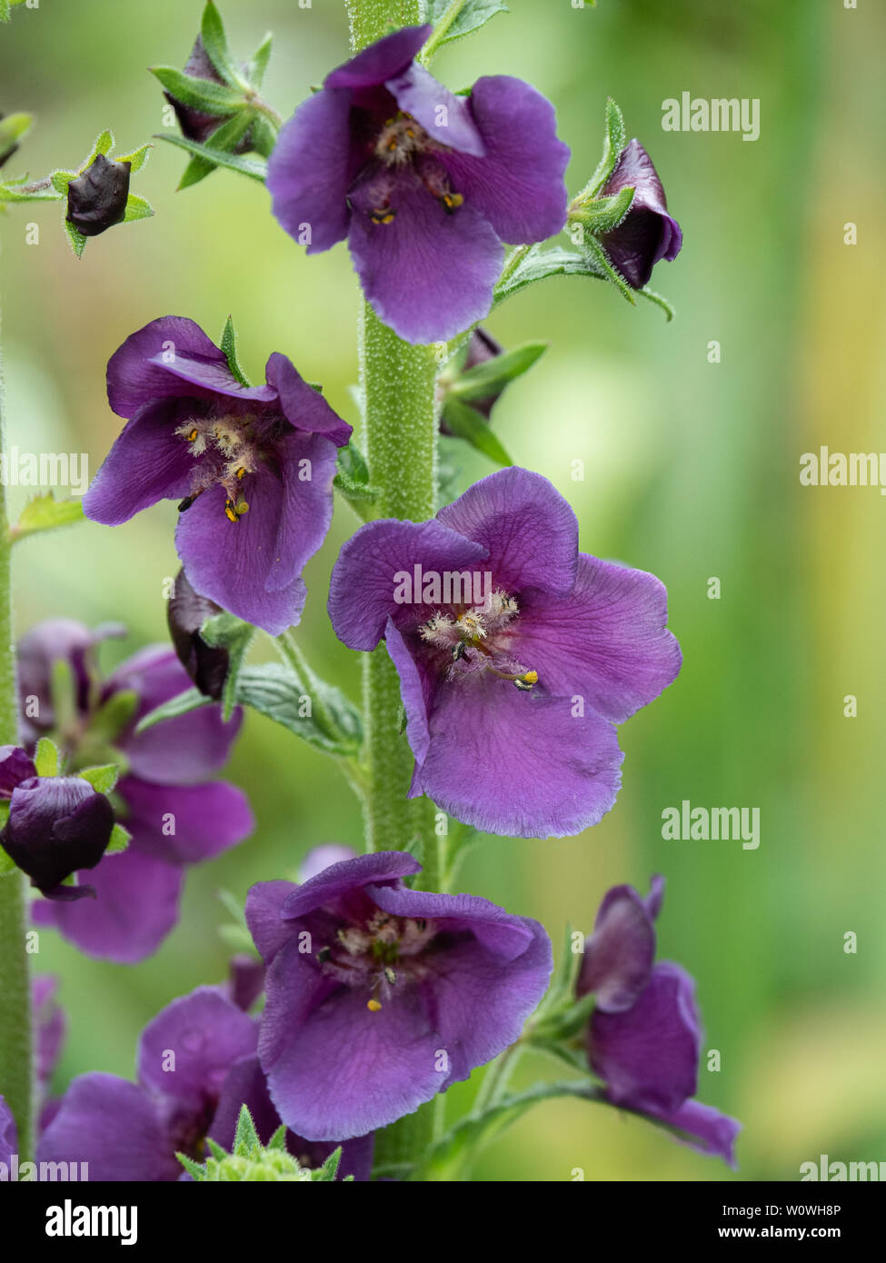 A close up of the deep purple flowers of Verbascum phoenicum Violetta Stock Photo